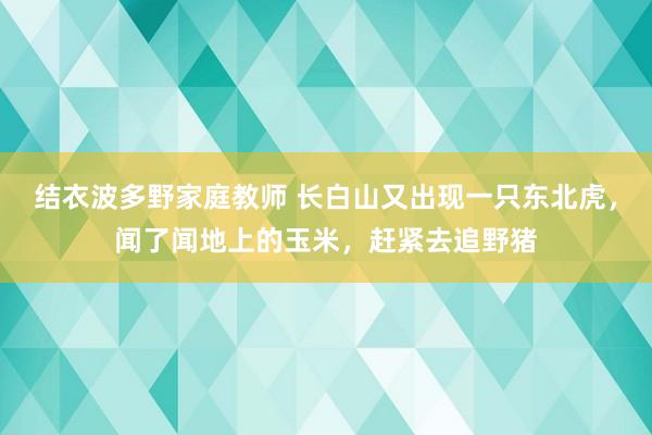 结衣波多野家庭教师 长白山又出现一只东北虎，闻了闻地上的玉米，赶紧去追野猪