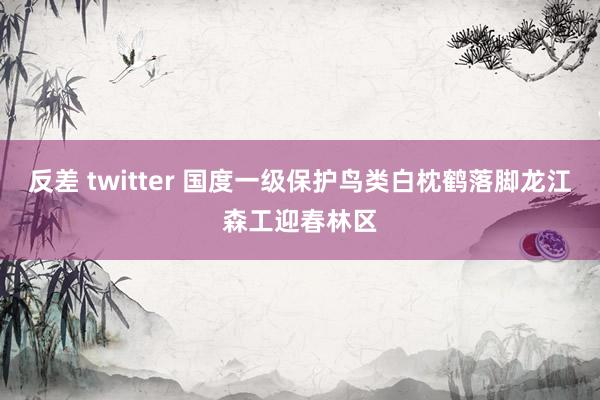 反差 twitter 国度一级保护鸟类白枕鹤落脚龙江森工迎春林区