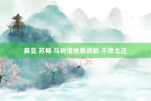 麻豆 苏畅 马树湿地黑颈鹤 不绝北迁